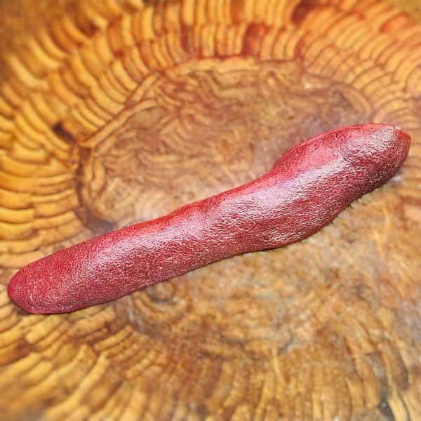 豬橫脷